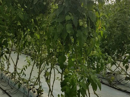 image017001 image017001