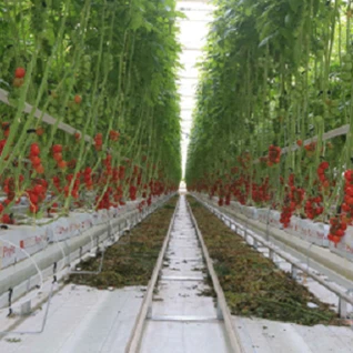 Invernadero hidropónico de tomate